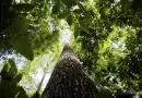 Licenciamento ambiental: proposta aprovada no Senado unifica procedimentos e simplifica concessão de licenças