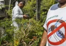 SÃO PAULO: estado registra 721 mil casos e mais de 600 óbitos por dengue em 2025