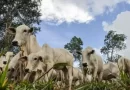 Brasil se torna líder na exportação de bovinos vivos pelo mar; atividade gera críticas por sofrimento animal e riscos socioambientais