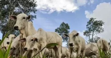 Brasil se torna líder na exportação de bovinos vivos pelo mar; atividade gera críticas por sofrimento animal e riscos socioambientais