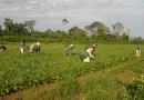 Crédito verde e agricultura familiar: Banco da Amazônia amplia apoio com R$ 2,5 bilhões em 2025