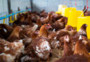Gripe aviária: Brasil investiga 12 casos suspeitos em aves domésticas e silvestres; não há restrição de consumo