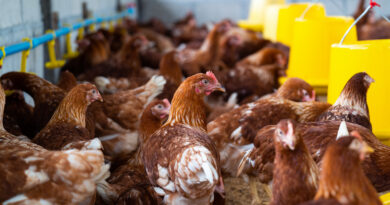 Gripe aviária: Brasil investiga 12 casos suspeitos em aves domésticas e silvestres; não há restrição de consumo
