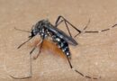RIO GRANDE DO SUL: estado registra 81 mil casos prováveis e 21 óbitos por dengue em 2025