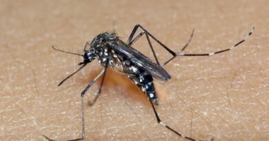 RIO GRANDE DO SUL: estado registra 81 mil casos prováveis e 21 óbitos por dengue em 2025