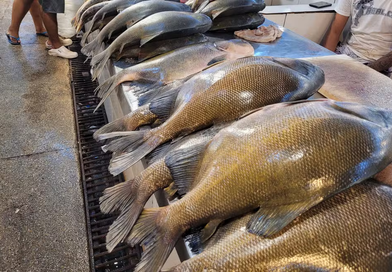 Feira do Tambaqui oferta 8 toneladas de pescado neste sábado (29) em Manaus