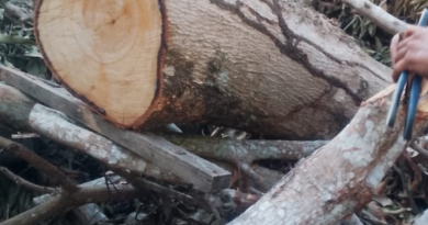 Idoso morre após ser atingido por tronco de árvore no Grande Vitória