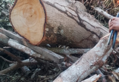 Idoso morre após ser atingido por tronco de árvore no Grande Vitória