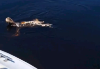 VÍDEO: turistas são surpreendidos por preguiça nadando no Rio Negro
