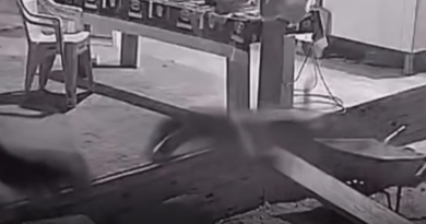VÍDEO: onça invade propriedade, mata um cachorro e fere outro no AM